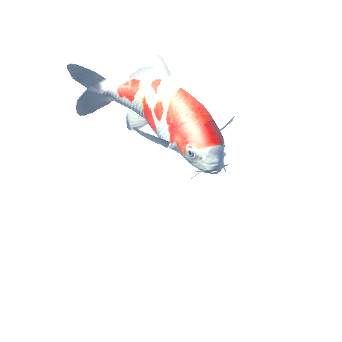 Koi Fish - Utsurimono